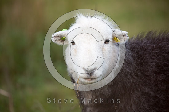 Carlisle Valley Herdwick