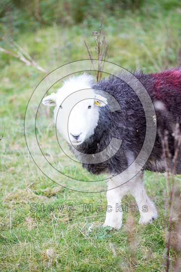 Skirwith Herdwick Sheep - Lakeland Photos - Art Prints Skirwith Herdwick Sheep