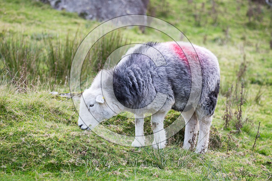 Dollywaggon Pike Valley Herdwick