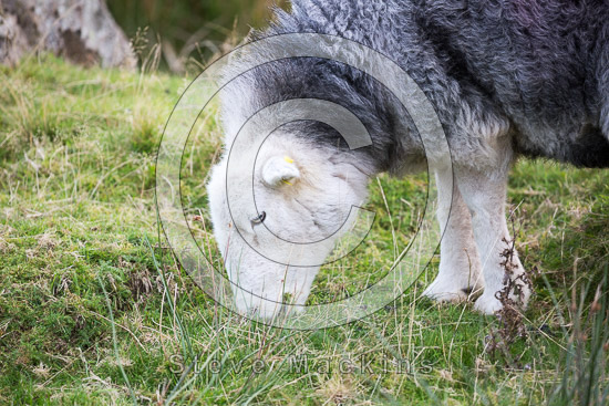 Harter Fell, Eskdale Farm Lake district Sheep