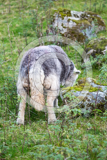 Stybarrow Dodd Farm Lake district Sheep