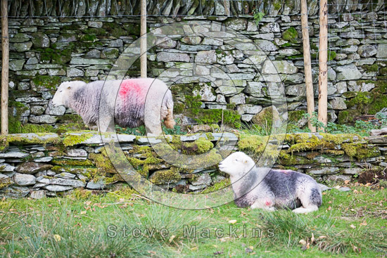 Beetham Field Lake district Sheep