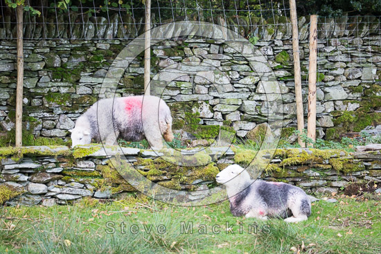 Kirkland (Frizington) Farm Herdwick