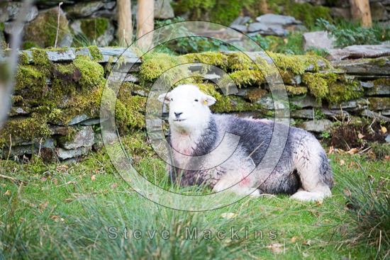 Egremont Herdwick