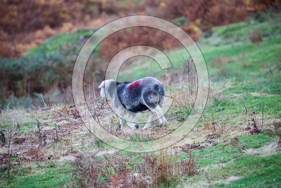 Troutbeck Tongue Farm Herdwick Sheep
