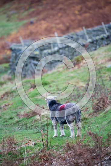 Lank Rigg Field Lake district Sheep