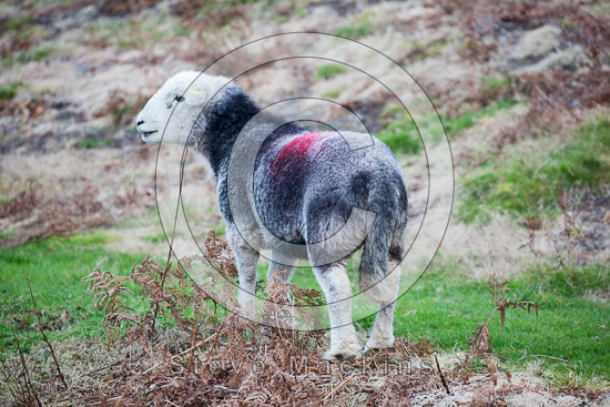 Branstree Farm Herdwick - Lake District Sheep Photo - Art Prints Branstree Farm Herdwick