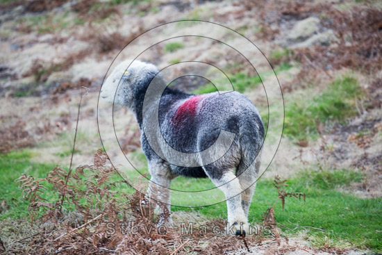 Brigsteer Field Lake district Sheep - Lakeland Photos - Art Prints Brigsteer Field Lake district Sheep