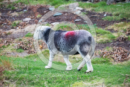 Hincaster Field Herdwick