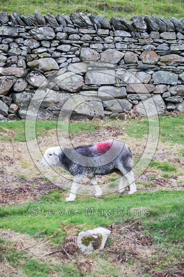 Helm Crag Farm Herdwick