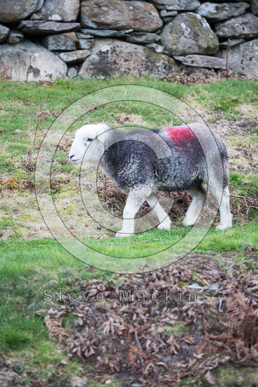 Helton Field Herdwick Sheep