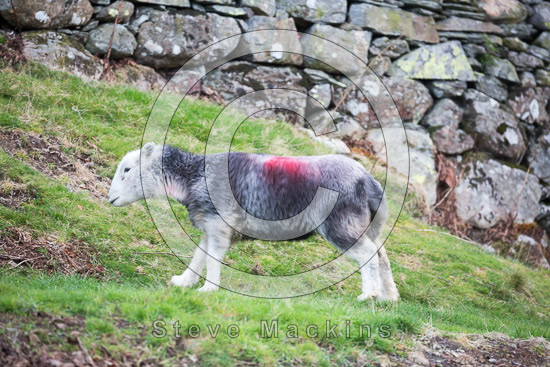 Garsdale Valley Lakeland Sheep - Lakeland Photos - Art Prints Garsdale Valley Lakeland Sheep