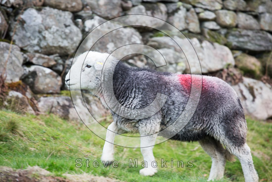 Sallows Field Lake district Sheep