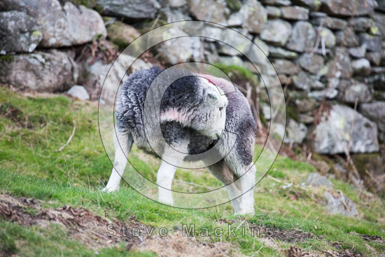 Steel Knotts Herdwick Sheep