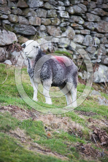 Elterwater Valley Lakeland Sheep - Lakeland Photos - Art Prints Elterwater Valley Lakeland Sheep