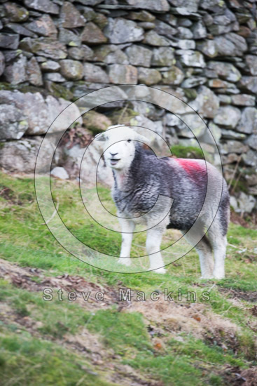 Dodd Herdwick