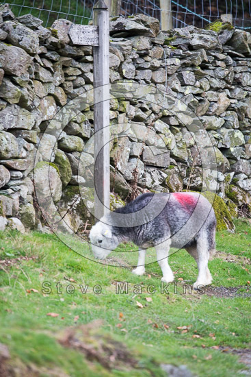 Gavel Fell Field Herdwick - Lakeland Photos - Art Prints Gavel Fell Field Herdwick