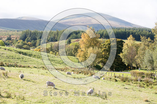 Ainstable Lakeland Sheep