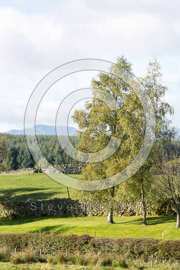 Thunacar Knott Valley Herdwick