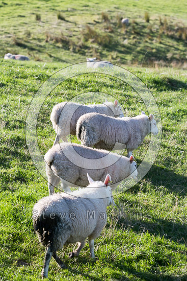 Matterdale End Field Herdwick