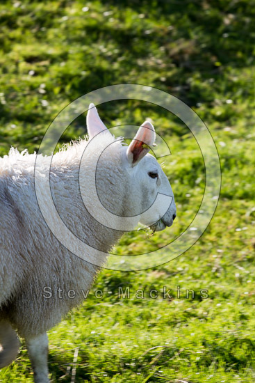 Middleton Farm Herdwick