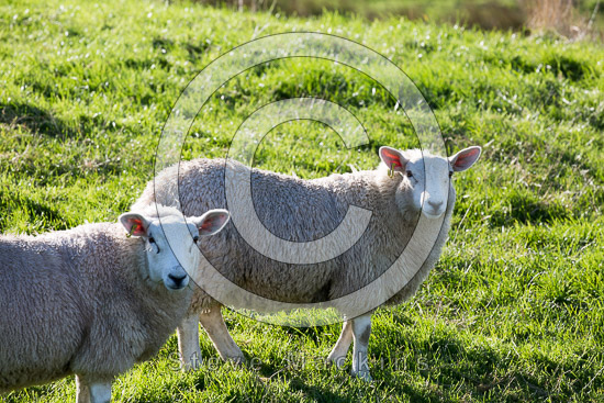 Armathwaite Field Herdwick - Lakeland Photos - Art Prints Armathwaite Field Herdwick