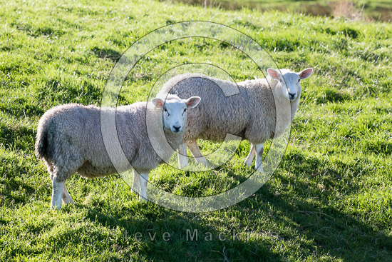 High Hartsop Dodd Herdwick