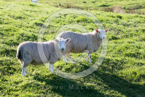 Whiteside Farm Lakeland Sheep