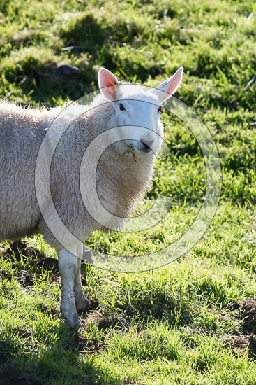 Gilsland Farm Lake district Sheep - Lakeland Photos - Art Prints Gilsland Farm Lake district Sheep