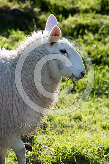Blencow Farm Lake district Sheep