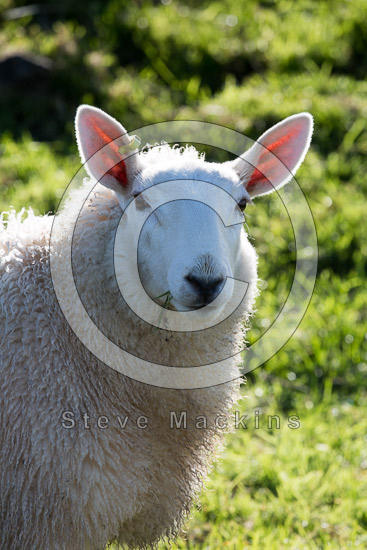 Catterlen Farm Herdwick - Lakeland Photos - Art Prints Catterlen Farm Herdwick