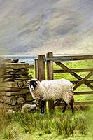 Herdy Sketch, Eamont Bridge, Herdwick Sheep Oil Pastels, Broughton Beck, Waterhead, Loadpot Hill, Bewaldeth, Herdwick Artwork, Crinkle Crags, Wasdale Head, Gavel Fell, Herdy Ewe, Herdwick Sheep Acrylic Paintings, Herdies, Croglin, Herdwick, Pooley Bridge, Herdwick Sheep Art, Herdy Art, Herdwick Sheep Prints, Sheffield Pike, Herdwick Sheep Oil Painting, High Raise, High Pike (Caldbeck), Maiden Moor, Herdwick Sheep, Birkhouse Moor, Ayside, Matterdale End,  Lake District, Cumbria.