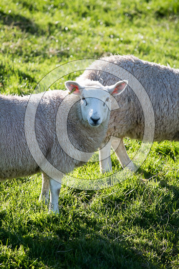 Brigham Field Lake district Sheep