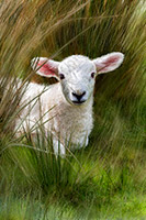 Birks, Herdwick Sheep Oil Pastels, Binsey, Little Hart Crag, Dacre, Great Sca Fell, Herdwick Sheep Sketch, Baycliff, Skirwith, Barrow, Arnison Crag, Old Hutton, Santon Bridge, Herdies, Pennington, Lake District, Wetheral, Workington, Herdwick, Herdy Art, Grey Knotts, Silloth, Bannerdale Crags, Dow Crag, Yoke, Carlisle, Herdy Wall Art, Westnewton, Lakeland Herdy Artworks,  Lake District, Cumbria.