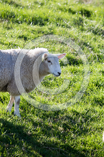 Skiddaw Little Man Herdwick Sheep - Lakeland Photos - Art Prints Skiddaw Little Man Herdwick Sheep