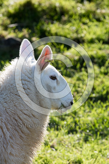 Lake District Farm Herdwick