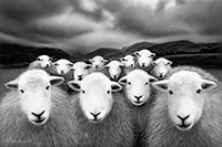 Heron Pike, Fleetwith Pike, Bampton, Herdwick Wall Art, Kirk Fell, Bassenthwaite, Herdwick Sheep Prints, Herdies, Herdy Art, Sebergham, Herdy, Herdwick Sheep Oil Painting, Pavey Ark, Wansfell, Graystones, Colby, Silver How, Herdwick Sheep Oil Painting, Clifton, Oxen Park, Birkhouse Moor, Ackenthwaite, Kirkby Lonsdale, Herdy Sketches, Herdwick,  Lake District, Cumbria.