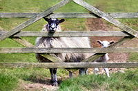 High Seat, Herdy Sketches, Herdy Wall Art, Leece, Harter Fell, Mardale, Oxen Park, Wiggonby, Hartsop, Lorton (High and Low), Thurstonfield, Hart Crag, Mellbreak, Stybarrow Dodd, Herdy Sheep Artist, Wreay (Carlisle), Herdwick Sheep Art, Herdy Art, Herdwick Sheep Art Studio, Catstycam, Herdwick Artwork, Bouth, Frizington, Hart Side, Mixed-Media Herdy Art, Herdwick, Seathwaite Fell, Mosedale, Herdwick Wall Art,  Lake District, Cumbria.