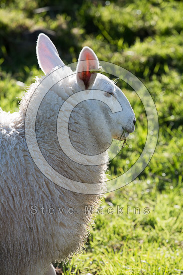 Thornthwaite Crag Field Herdwick