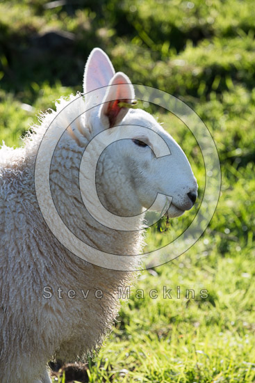 Scafell Pike Farm Lake district Sheep - Lakeland Photos - Art Prints Scafell Pike Farm Lake district Sheep