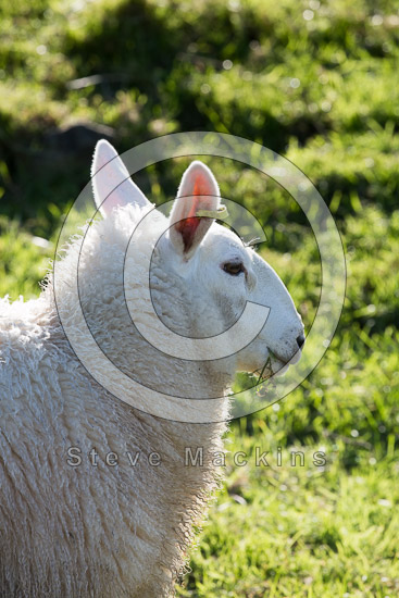 Low Wood Valley Herdwick