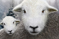 Helton, Herdwick Sheep Prints, Loweswater, Herdwick Sheep, Barrow, Bannerdale Crags, Herdwick Sheep Sketch, Broom Fell, Catbells, Brandreth, Latrigg, Westnewton, Lakeland Sheep, Herdy Sketches, Old Town, Herdwick Sheep Oil Painting, Raise, Kirkby Thore, Applethwaite, Bakestall, Beaumont, Herdy Sketch, Stanah, Eamont Bridge, Helvellyn, Gamblesby, Lakeland Herdy Artworks,  Lake District, Cumbria.