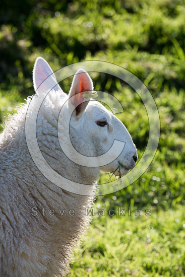 Dow Crag Lakeland Sheep