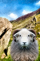 Old Town, Lindale, Newton Reigny, Herdies, Herdwick, Herdwick Sheep Oil Painting, Bleaberry Fell, Asby (Workington), Whiteside, Herdwick Sheep Prints, Swirl How, Whiteless Pike, Grange (Keswick), Raise, Lindal in Furness, Firbank Fell, Urswick Great and Little, Herdy Art, Whitfell, Greysouthen, Herdy Sketch, Skiddaw Little Man, Herdwick Sheep,  Lake District, Cumbria.