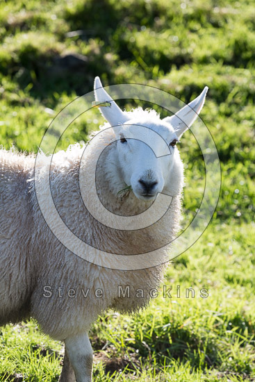 Green Gable Field Lakeland Sheep