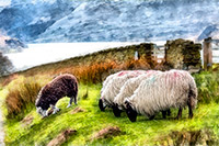 Herdwick Sheep Oil Painting, Dockray, Pike of Blisco, Herdy Sheep Artist, Branstree, Mixed-Media Herdy Art, Esk Pike, Red Pike (Buttermere), Lingmell, Lakeland Herdy Artworks, Herdwick Sheep Prints, Illgill Head, Herdwick Sheep Art Studio, Herdwick Sheep, Middle Dodd, Catstycam, Ponsonby, Mosedale, Routenbeck, Rottington, Hethersgill, Middleton, Herdwick Sheep Oil Painting, Herdy, Great Cockup, Herdy Sketch, Glaramara,  Lake District, Cumbria.