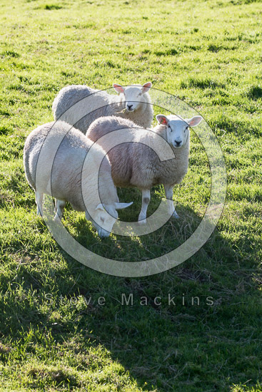 Asby (Workington) Farm Lakeland Sheep - Lakeland Photos - Art Prints Asby (Workington) Farm Lakeland Sheep