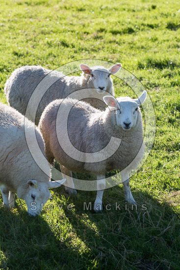 Kirkby Stephen Field Herdwick - Lakeland Photos - Art Prints Kirkby Stephen Field Herdwick