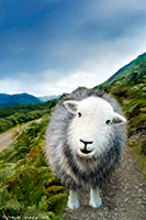 Wetherlam, Herdwick Sheep, Low Pike, Herdwick Sheep Art, Brigsteer, Lakeland Sheep, Whinlatter, Rampside, Herdwick Sheep Art Studio, Herdwick, Scaleby, Mixed-Media Herdy Art, Herdwick, Barf, Catstycam, Yewbarrow, Brough, Roosebeck, Fairfield, Grayrigg Forest, Longlands Fell, Middle Dodd, Brampton (Carlisle), Crinkle Crags, Kirk Fell, Stanah, Herdy Sheep Artist, Herdy Ewe, Tallentire,  Lake District, Cumbria.