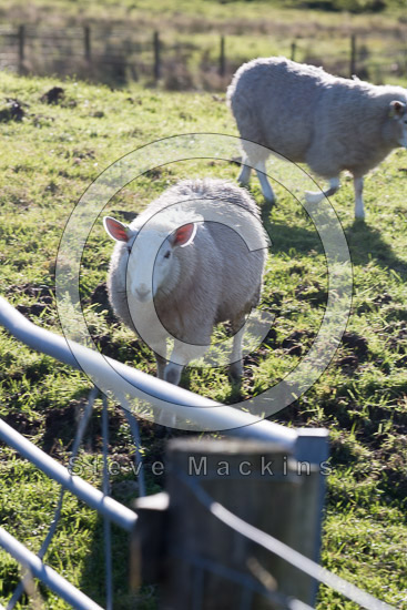 Sour Howes Valley Lake district Sheep - Lakeland Photos - Art Prints Sour Howes Valley Lake district Sheep